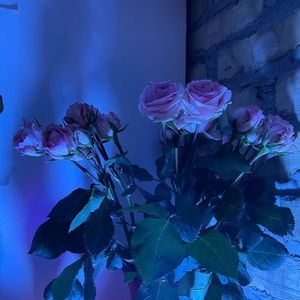 Meet your Posher, Alexandra